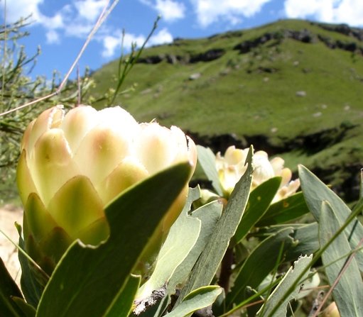 Protea dracomontana rounded surfaces, rounded edges